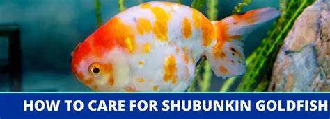 Shubunkin Goldfish Care Guide: Fact Sheet, Breeding .